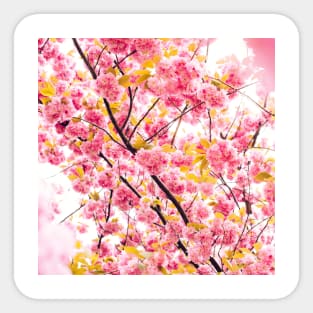 SCENERY 33 - Pink Blooming Flower Yellow Blossom Sticker